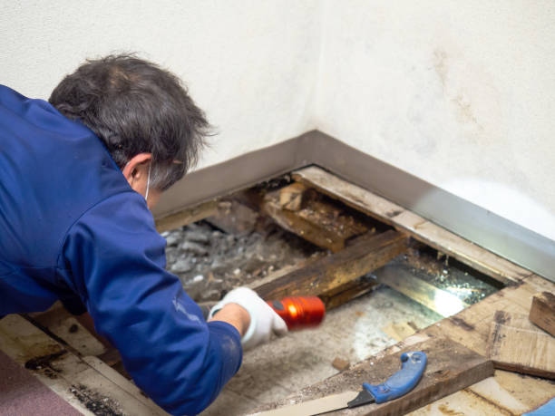 Best Health and Safety Mold Remediation in North Riverside, IL