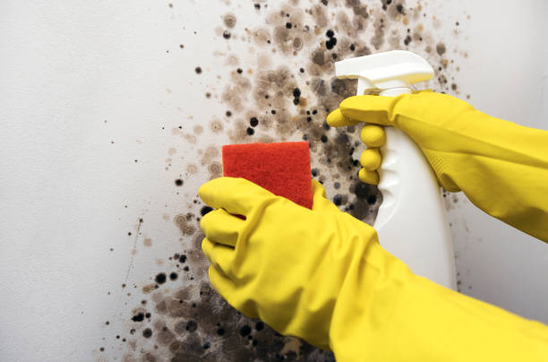 Best Emergency Mold Remediation in North Riverside, IL